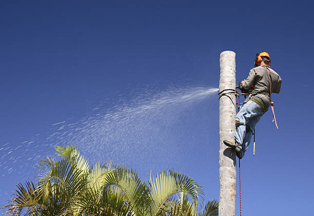 How Our Tree Care Process Works  in  Osgood, IN